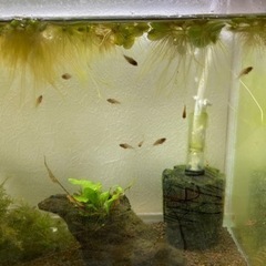 Ap.ビエジタ（コクーン便、プエルトガイタン産）WILDのF1稚...