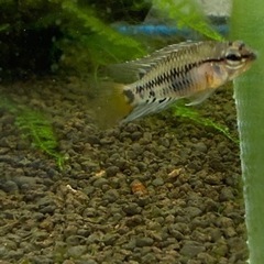 Ap.ビエジタ（コクーン便、プエルトガイタン産）WILDのF1稚魚10匹_2の画像