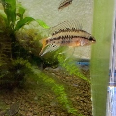 Ap.ビエジタ（コクーン便、プエルトガイタン産）WILDのF1稚魚10匹_2の画像