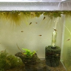 Ap.ビエジタ（コクーン便、プエルトガイタン産）WILDのF1稚魚10匹_2の画像