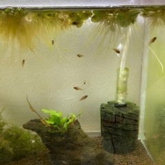 Ap.ビエジタ（コクーン便、プエルトガイタン産）WILDのF1稚魚10匹_2の画像