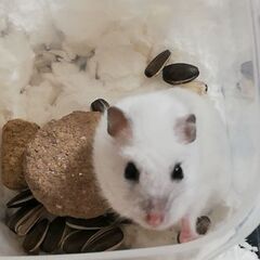 ハムスター　メス１歳　里親になってくれる方を探してます。