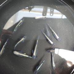 改良めだか　メダカ　稚魚　10匹