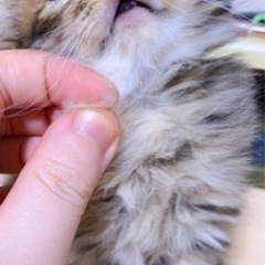 生後一ヶ月ノルウェージャンフォレストキャットの子猫達の里親募集です。 - 八王子市