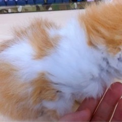 生後一ヶ月ノルウェージャンフォレストキャットの子猫達の里親募集です。 − 東京都