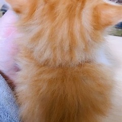 生後一ヶ月ノルウェージャンフォレストキャットの子猫達の里親募集です。 - 里親募集