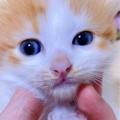 生後一ヶ月ノルウェージャンフォレストキャットの子猫達の里親募集です。 - 猫