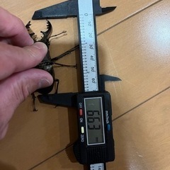 値下げ中‼️天然ミヤマクワガタペア　オス‼️66.3ミリ‼️