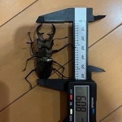 県内採取　ミヤマクワガタペア　オス　60.8ミリ‼️