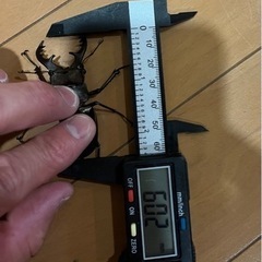 県内採取　ミヤマクワガタペア‼️オス‼️60.2ミリ‼️