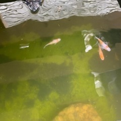 メダカ　ミユキ　紅白　売りますの画像