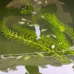 メダカ　ミユキ　紅白　売りますの画像