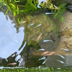 メダカ　ミユキ　紅白　売ります