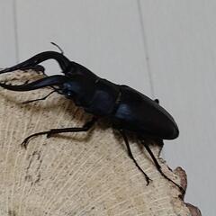 クワガタ、カブトムシの画像