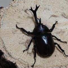 クワガタ、カブトムシ