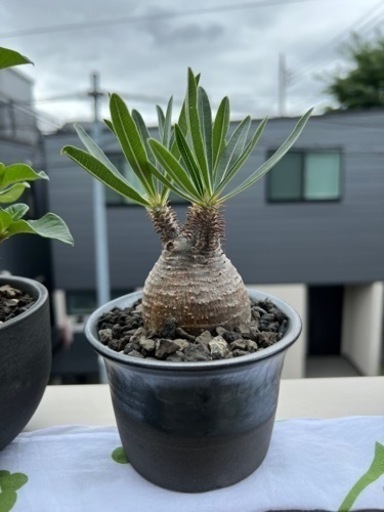 パキポディウムグラキリス　多肉植物　アガベ　観葉植物