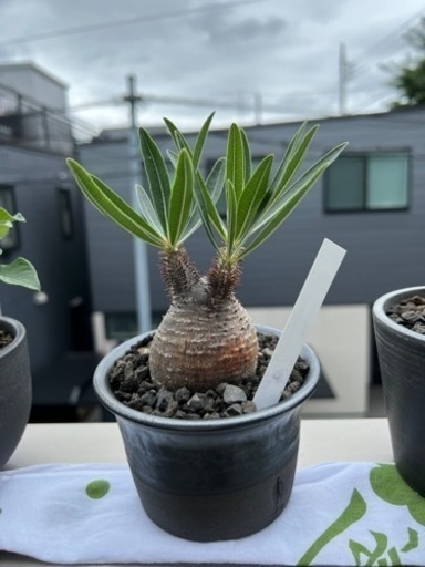パキポディウムグラキリス　多肉植物　アガベ　観葉植物