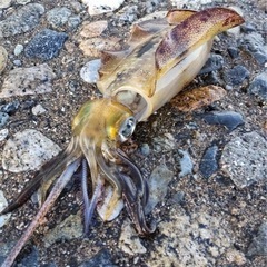 秋のアオリイカエギング行きませんか？
