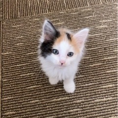 ふわふわミケちゃん締め切ります