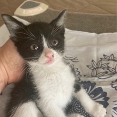 白黒はちわれ♪
