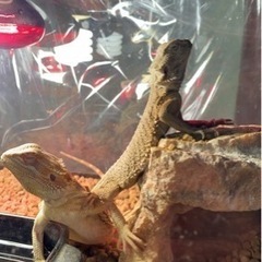 爬虫類好き集まれー🦎 − 長崎県