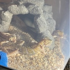 爬虫類好き集まれー🦎 - メンバー募集