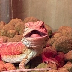 爬虫類好き集まれー🦎 - その他