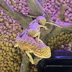 爬虫類好き集まれー🦎