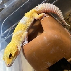爬虫類好き集まれー🦎 - 長崎市