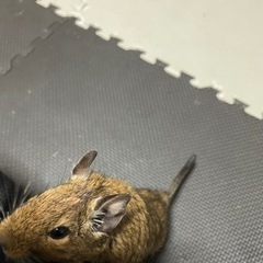 可愛がってくれる人にお越し致します。