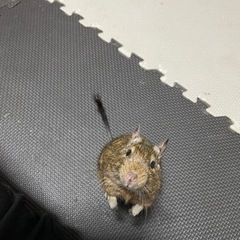 かいちゃんです。里親募集致します。