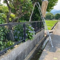 【愛媛県松山市の庭師】広いお庭、高所作業、害虫でお困りの方へ、剪定・伐採・消毒・芝刈りなどお庭の作業をお手伝いしますの画像