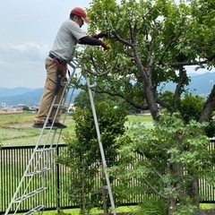 【愛媛県松山市の庭師】広いお庭、高所作業、害虫でお困りの方へ、剪定・伐採・消毒・芝刈りなどお庭の作業をお手伝いしますの画像
