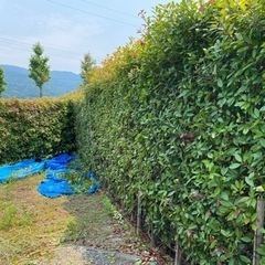 【愛媛県松山市の庭師】広いお庭、高所作業、害虫でお困りの方へ、剪定・伐採・消毒・芝刈りなどお庭の作業をお手伝いしますの画像