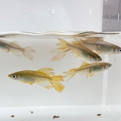 めだか  西尾市無人販売  7/9(土)  7/10(日)