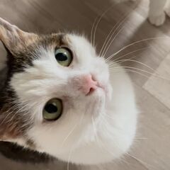 人好き！愛嬌たっぷり元気いっぱいキジ白女子