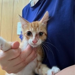 茶トラさん - 猫