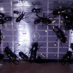 早い者順！ノコギリクワガタ、ミヤマクワガタ無料で差し上げます。