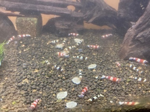 アクアリウム水槽　備品セット（シュリンプ生体付き）