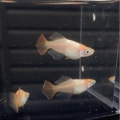 めだか  西尾市無人販売  7/9(土)  7/10(日)の画像