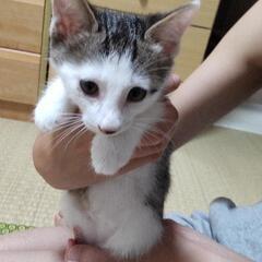 キジ白 男の子 里親さま募集中です！