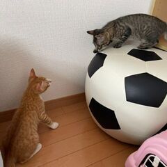 生後2ヶ月位　捕獲器に入って運良く保護されたキキ＆ララ【🌟譲渡会🌟🌟】 - 猫