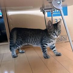 生後2ヶ月位　捕獲器に入って運良く保護されたキキ＆ララ【🌟譲渡会🌟🌟】 − 福岡県