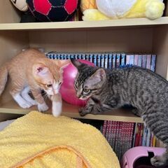 生後2ヶ月位　捕獲器に入って運良く保護されたキキ＆ララ【🌟譲渡会🌟🌟】 - 久留米市