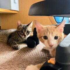 生後2ヶ月位　捕獲器に入って運良く保護されたキキ＆ララ【🌟譲渡会🌟🌟】