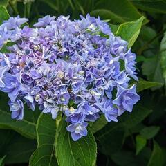 紫陽花の挿し穂②