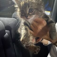 子猫ちゃん&成猫ちゃん【7/10（日曜日）🌟みやき町🌟譲渡会🌟】