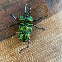 ニジイロクワガタ　ペア　数量限定　人気！！の画像