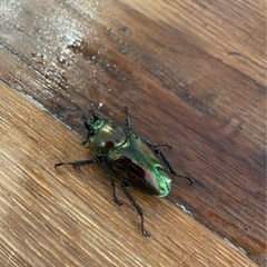 ニジイロクワガタ　ペア　数量限定　人気！！の画像