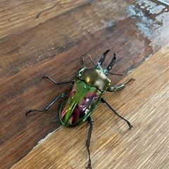 ニジイロクワガタ